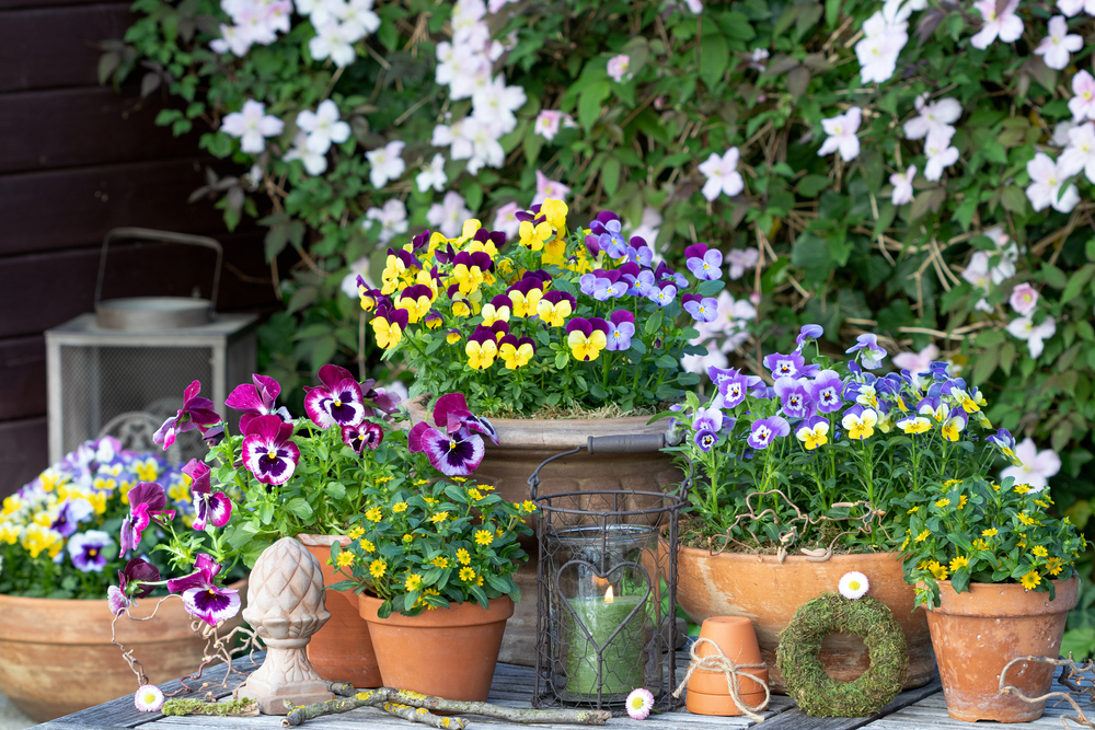 Aménagement d'une terrasse avec des plantes