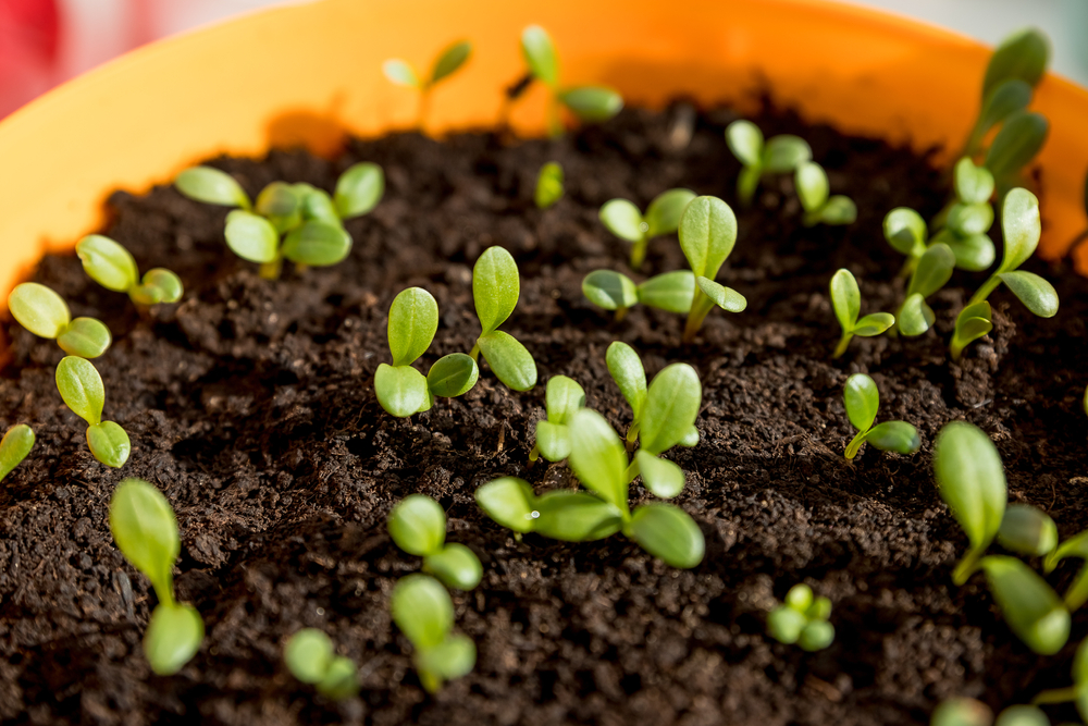 Un jardin potager