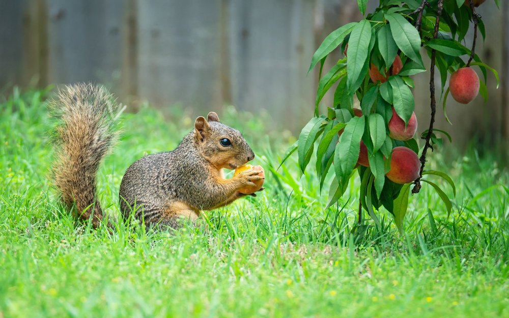 animaux sauvages et insectes pour un jardin en bonne santé