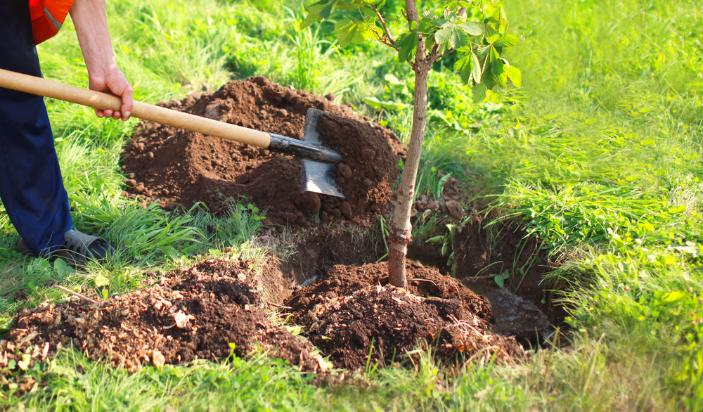 arbres choisir pour créer de l'ombre sur votre terrasse en été