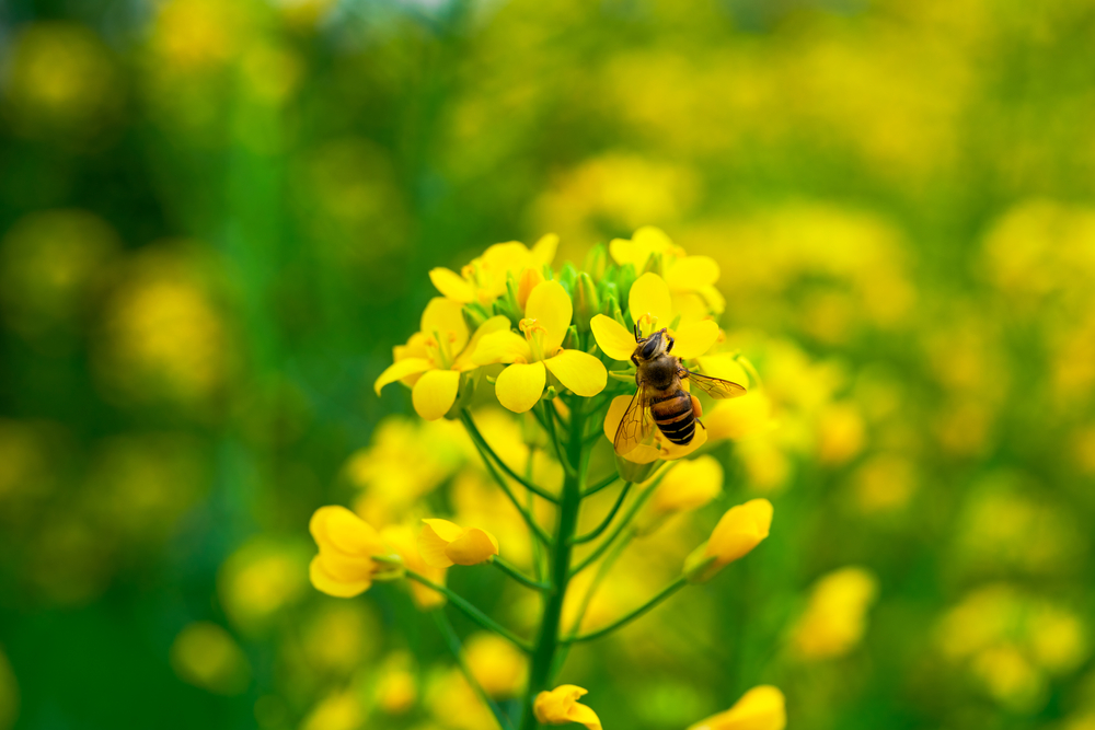 attirer les insectes bénéfiques pour les plantes